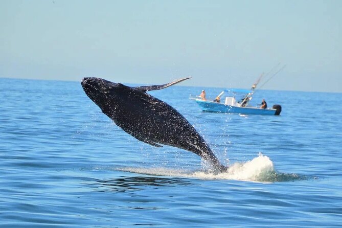 Whale Watching with Biologist and Hydrophone in Puerto Vallarta - Frequently Asked Questions