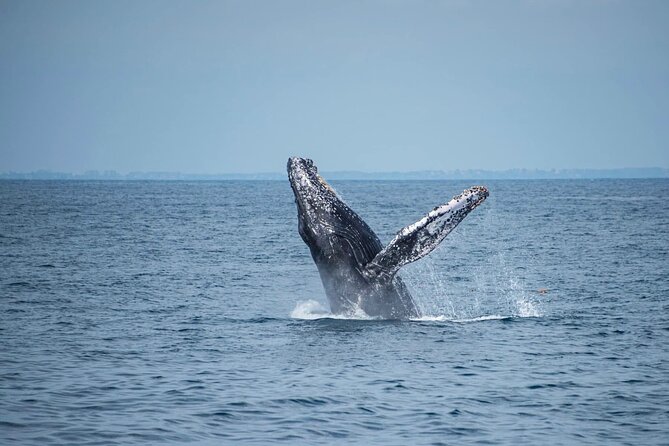 Whale Watching with Biologist and Hydrophone in Puerto Vallarta - Final Thoughts
