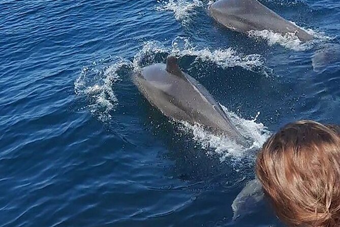 Wild dolphins encounter & snorkeling - What Real Travelers Say