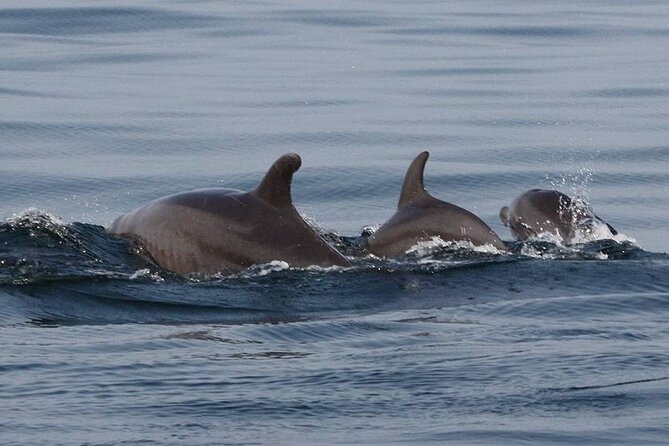 Wild dolphins encounter & snorkeling - Final Thoughts: Is This Tour for You?