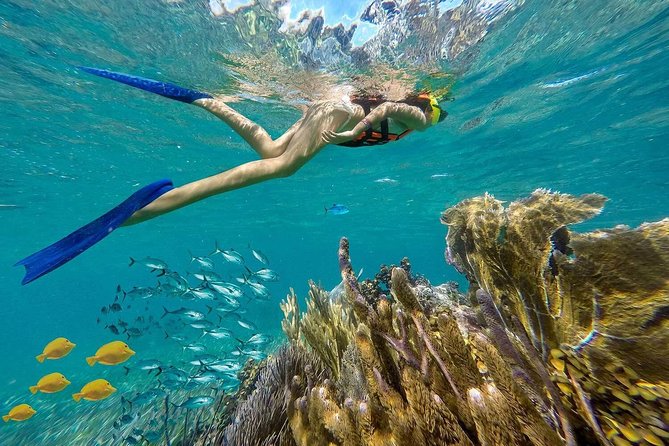 Puerto Morelos Reef Snorkeling Tour with Lunch & Hotel Pickup - Authentic Experiences and Authentic Reviews