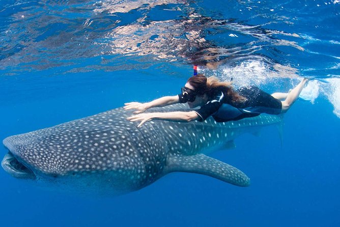 Whale Shark from Cancun, Riviera Maya and Tulum All Inclusive - Who Should Book This Tour?