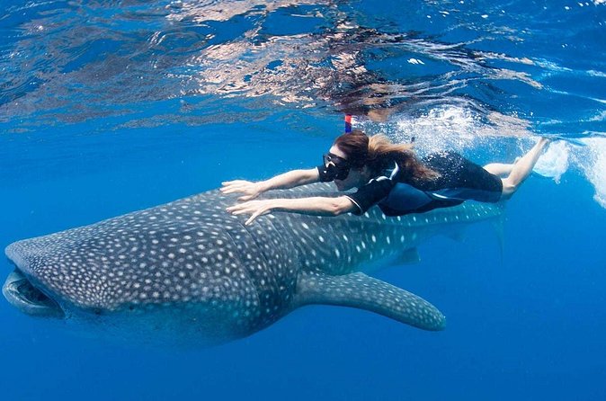 Whale Shark from Cancun, Riviera Maya and Tulum All Inclusive - Final Thoughts