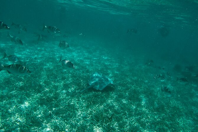 The Best Speedboat Tour In Cancun through Nichupte Lagoon, Snorkel included. - Authentic Insights from Travelers