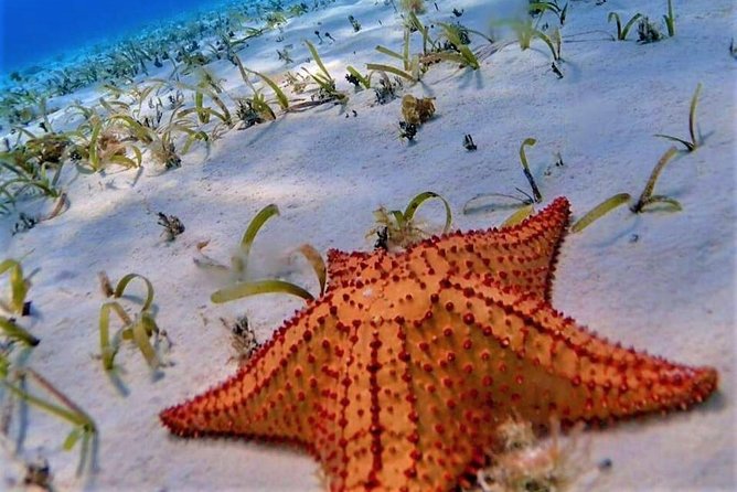 Full-Day El Cielo Snorkel Tour in Cozumel with Transportation and Lunch - Exploring the Full-Day Snorkel Tour in Detail