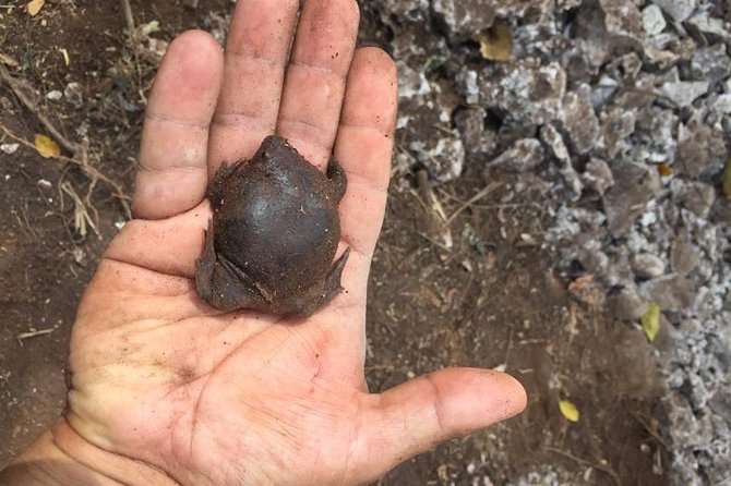 Tour Herpetologico - Itinerary Breakdown: What You Can Expect