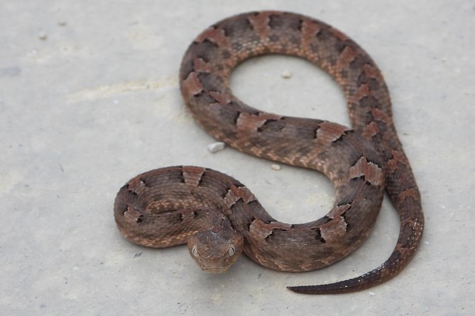 Tour Herpetologico - Practical Details and Considerations