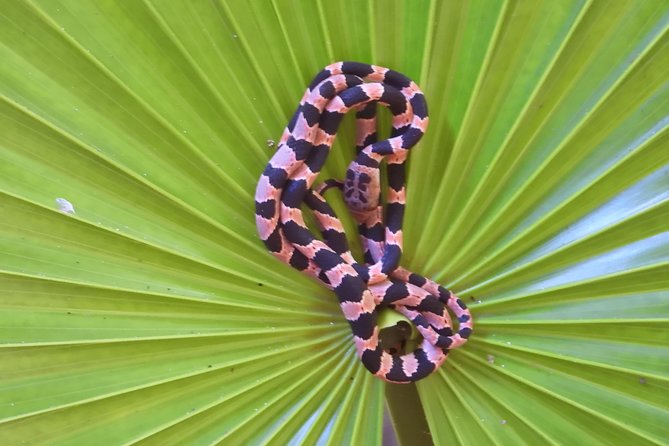 Tour Herpetologico - Final Thoughts