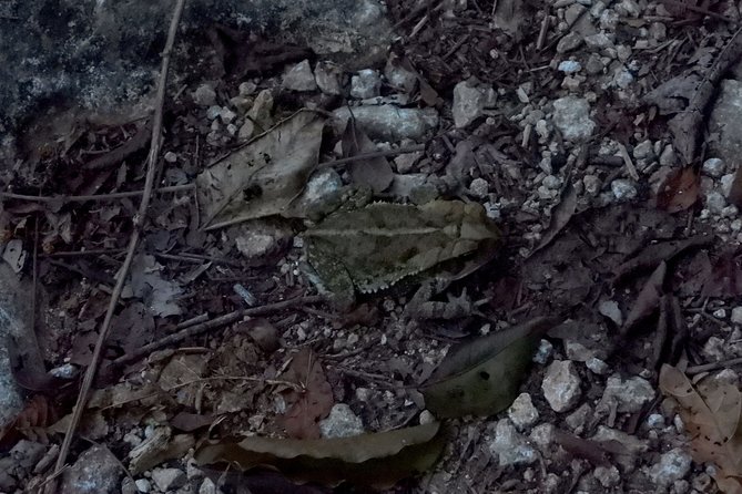 Tour Herpetologico - Is This Tour Worth It?