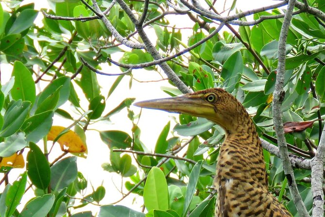 Cancun Lagoon Sunset Kayak Adventure - Is This Tour Right for You?