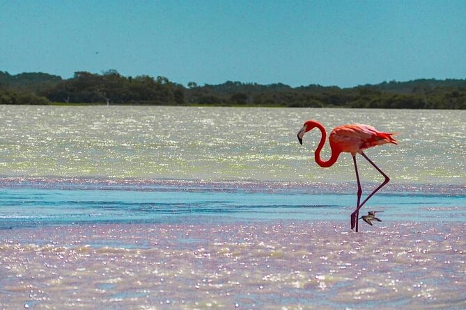 Rio Lagartos and Las Coloradas Day Tour from Cancun - Frequently Asked Questions