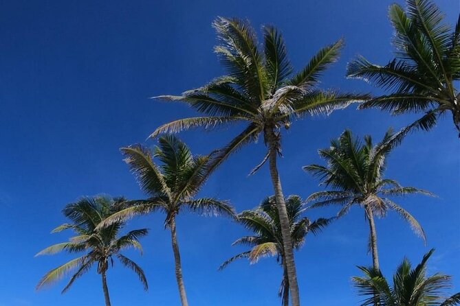 Full Day Tour to Isla Contoy and Isla Mujeres from Cancun - Authentic Experiences and Traveler Insights