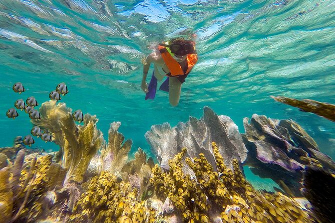 Puerto Morelos Reef Snorkeling & Beachside Lunch - The Experience – What You Can Expect