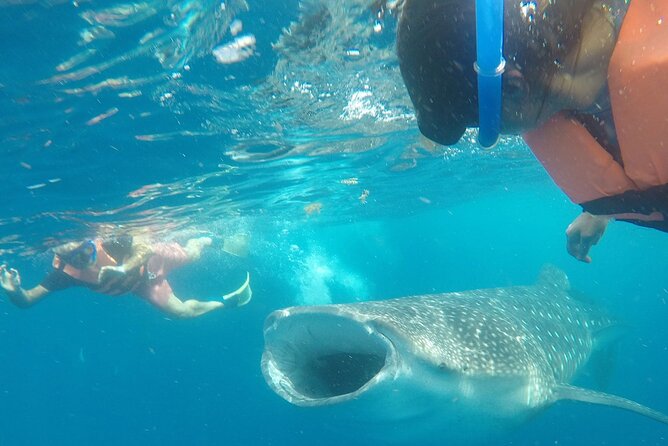 Cancun Whale Shark Experience with Snorkel & Transportation - What’s Included & What’s Not