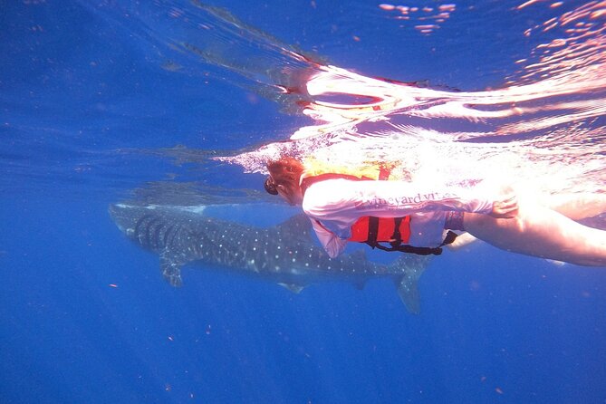 Cancun Whale Shark Experience with Snorkel & Transportation - Who Should Book This Tour?