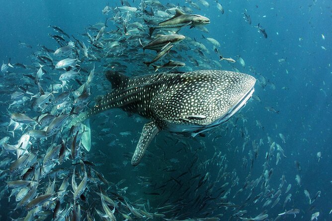 Cancun Whale Shark Experience with Snorkel & Transportation - FAQ
