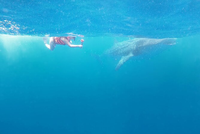 Cancun Whale Shark Experience with Snorkel & Transportation - Potential Drawbacks & Considerations