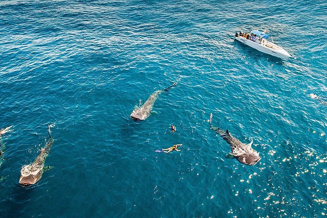 Whale Shark Adventure - Why Travelers Love This Tour