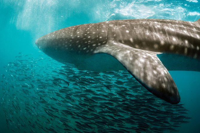 Whale Shark Adventure - Key Points