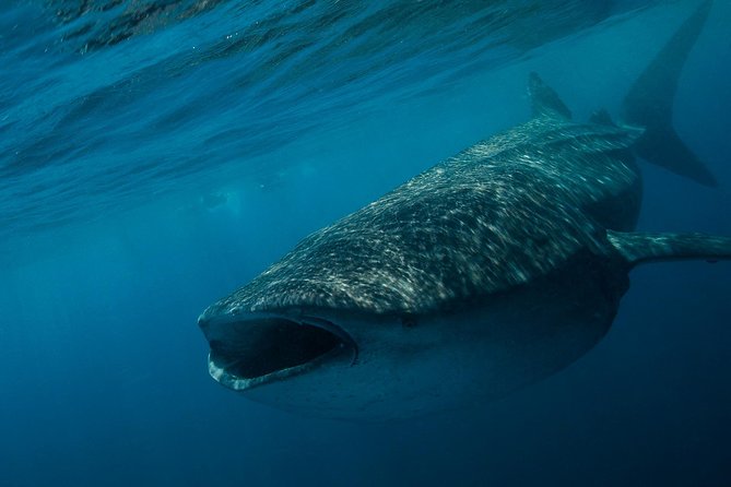 Whale Shark Adventure - FAQs