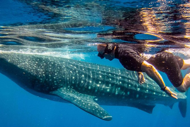 Whale Shark Adventure - Who Should Consider This Tour?