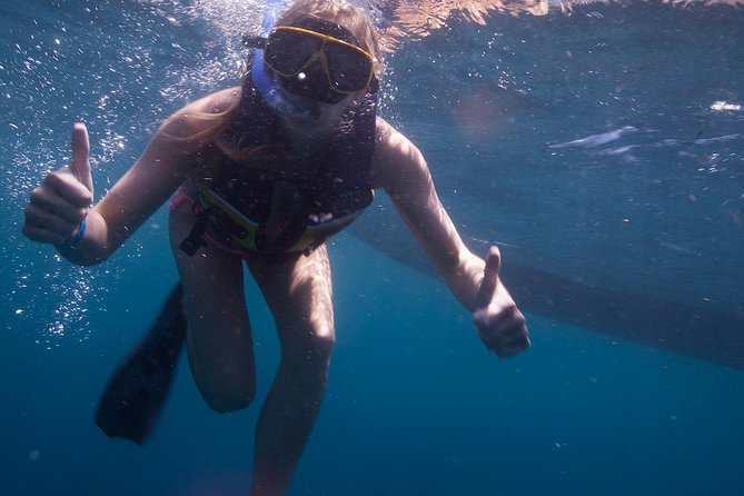 Whale Shark Adventure - Making the Most of Your Day