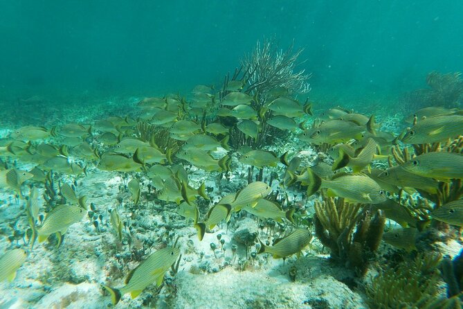 Snorkeling Adventure in Puerto Morelos - The Itinerary in Detail