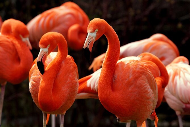 Flamingo Sightseeing Pink Lake Tour and Rio Lagartos Boat Ride - Why This Tour Works for You