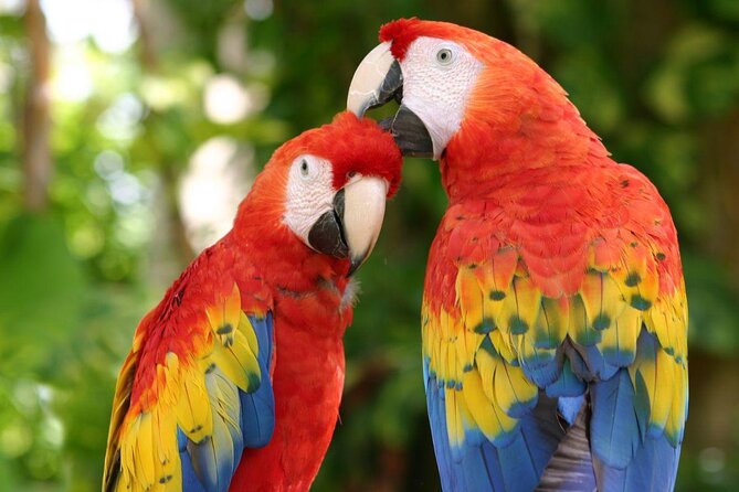 All-inclusive Xcaret Park with Transportation from Cancun & Playa Del Carmen - An Authentic Day at Xcaret Park: Mexico’s Natural and Cultural Gem