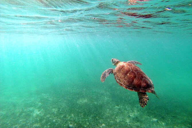 Tulum Ruins, Turtle Sighting and Underground Caves - What’s Included and What You Should Know