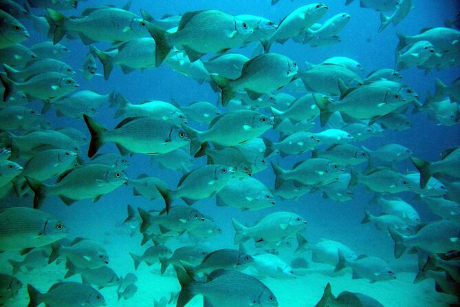 Tulum Ruins, Turtle Sighting and Underground Caves - FAQ