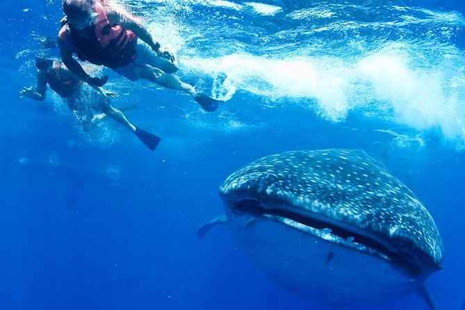 Private Whale shark Ecofriendly tour from Cancun - The Experience from a Traveler’s Perspective