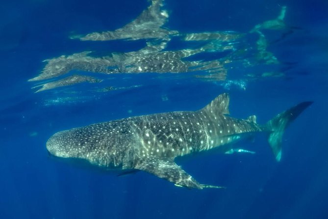 Private Whale shark Ecofriendly tour from Cancun - FAQ