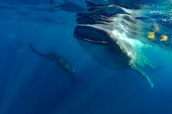 Private Whale shark Ecofriendly tour from Cancun - Final Thoughts: Is It Worth It?