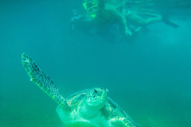 Marine Turtle Snorkeling Private Tour - The Sum Up: Who Should Consider This Tour?