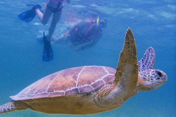 Marine Turtle Snorkeling Private Tour - FAQ