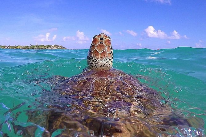 Tulum Ruinas and Tortugas Express - Good To Know