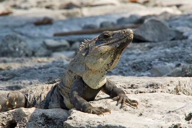 Tulum, Coba ruins and The Cenote 6 hours Private Tour - An In-Depth Look at the Tour Experience