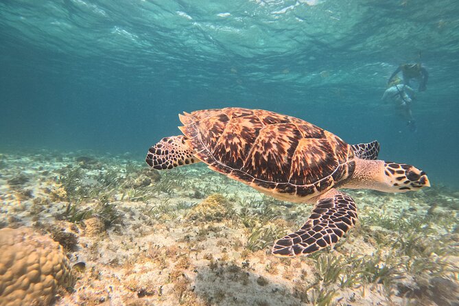 Cancun Snorkeling Adventure - Cancun Snorkeling Adventure: An Accessible Underwater Journey in Mexico’s Caribbean