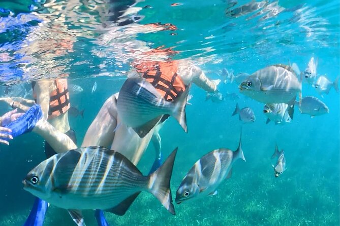 Jungle Speedboat, Mayan Show and Snorkeling Combo - FAQs