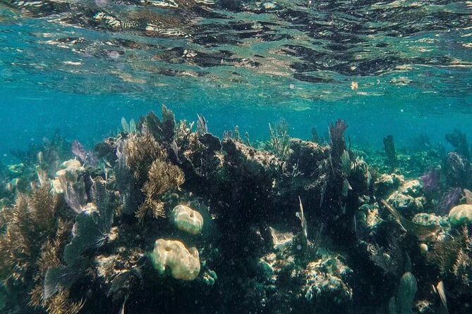 Speedboat tour Snorkeling and Transportation for One Price - The Practicalities: What You Need to Know