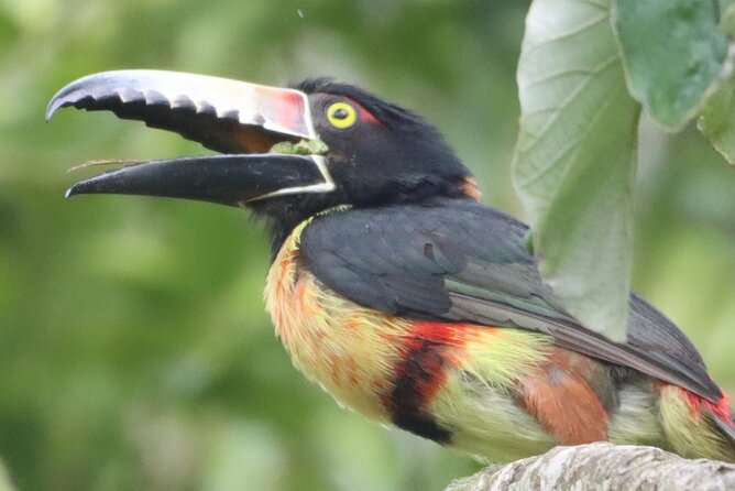 Private VW Beetle Tour to See Mexican Birds, Turtles & Monkeys - The Experience in Practice: Why Travelers Love It