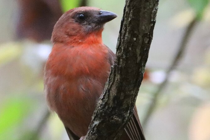 Private VW Beetle Tour to See Mexican Birds, Turtles & Monkeys - What’s Included and What’s Not