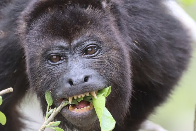 Private VW Beetle Tour to See Mexican Birds, Turtles & Monkeys - Who Is This Tour Best For?