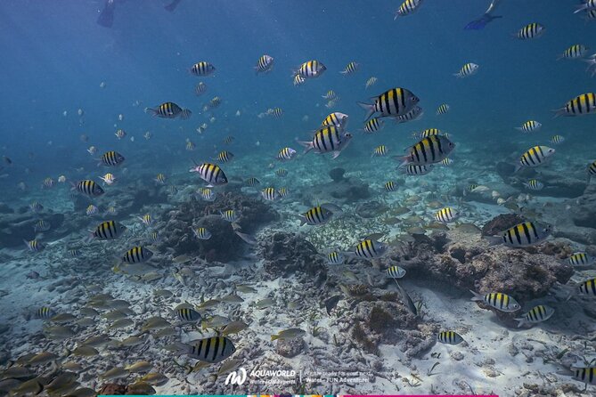 2-Hour Snorkeling Paradise Reef in Cancún Underwater Museum - Who Should Book This Tour?