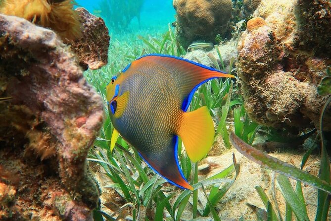 Snorkeling adventure at Puerto Morelos Reef National Park - An Honest Breakdown of the Puerto Morelos Reef Snorkeling Tour