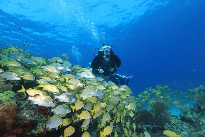 Two Tanks Scuba Diving for Beginners in Cancun - Who Should Book This Experience?