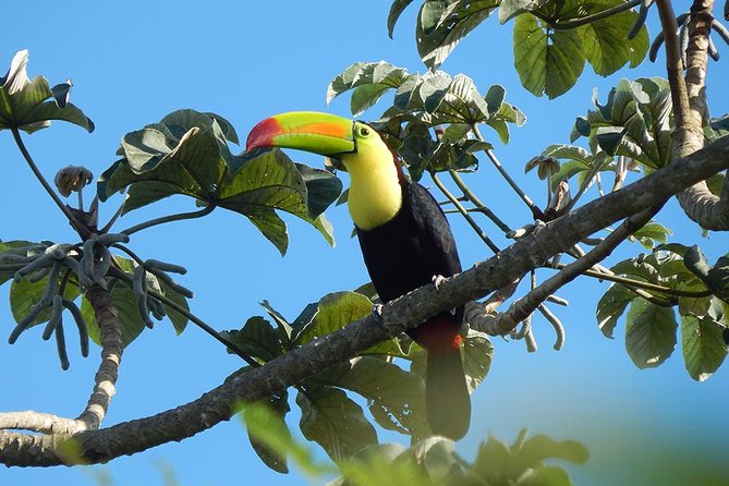 Private Tour: Birdwatching from Cancun - Frequently Asked Questions