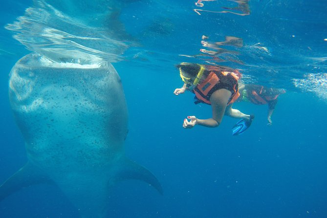 Private Whale Shark Tour from Cancun - What Makes This Tour Stand Out?