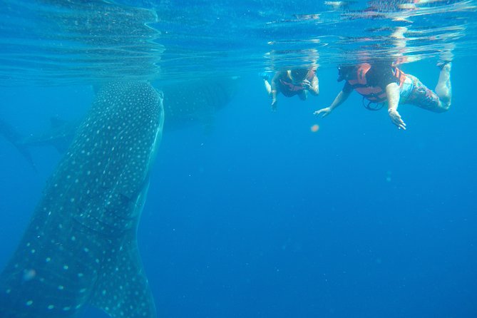 Private Whale Shark Tour from Cancun - Final Thoughts